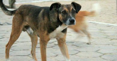 Кучета нападнаха и ухапаха майка с дете в центъра на Крумовград (ВИДЕО)