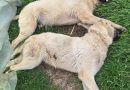 На 15.04.2026  надвечер в село Вранско  са били отровени 8-10 домашни кучета